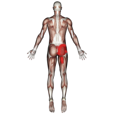 Gluteus Maximus
