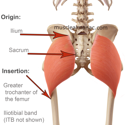 gluteus-maximus-o-i